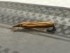 Agriphila tristella